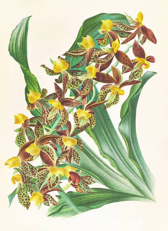 Jean Jules Linden - Catasetum rodigasianum