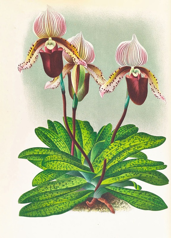 Jean Jules Linden - Cypripedium barbato veitchianum