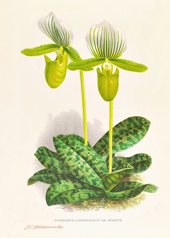 Jean Jules Linden - Cypripedium lawrenceanum var hyeanum