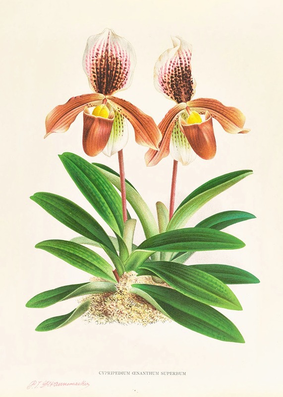 Jean Jules Linden - Cypripedium oenanthum superbum
