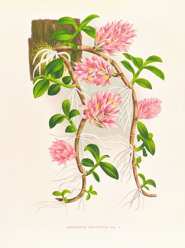 Jean Jules Linden - Dendrobium bracteosum