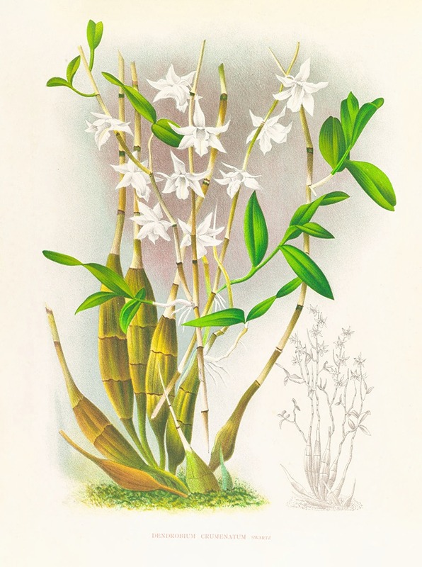 Jean Jules Linden - Dendrobium crumenatum