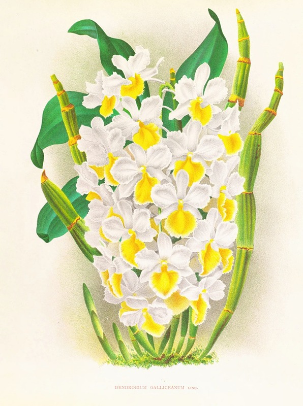 Jean Jules Linden - Dendrobium galliceanum