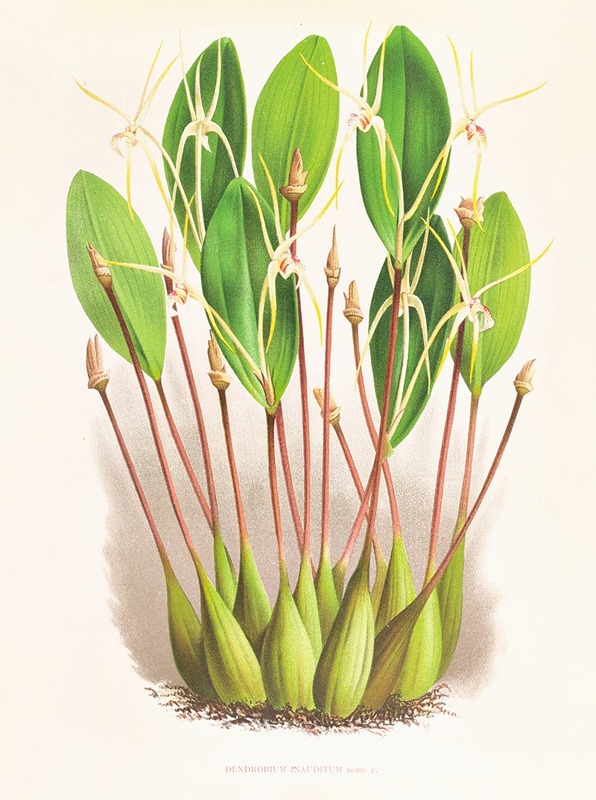 Jean Jules Linden - Dendrobium Inauditum