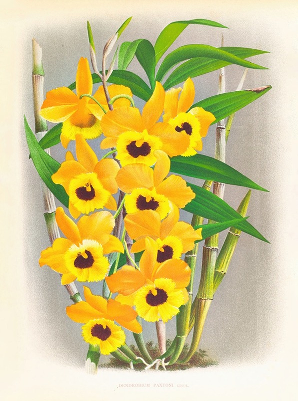 Jean Jules Linden - Dendrobium paxtoni