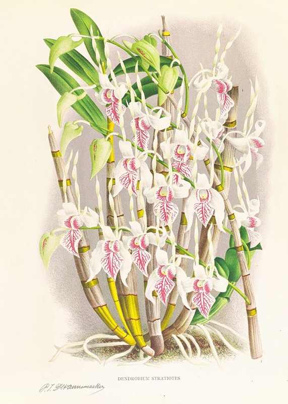 Jean Jules Linden - Dendrobium stratiotes