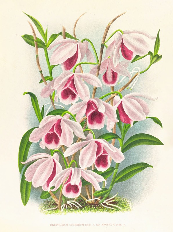 Jean Jules Linden - Dendrobium superbum var anosmum