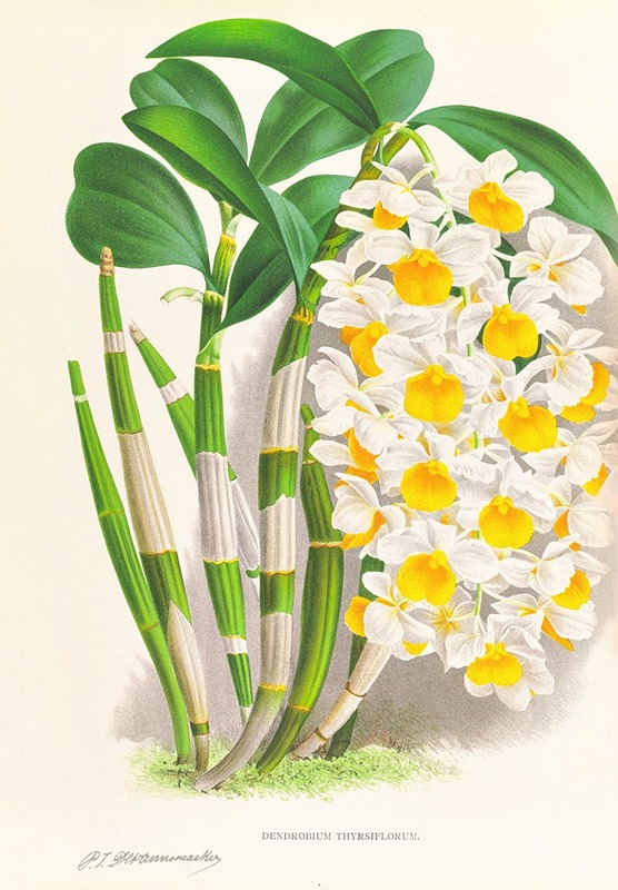 Jean Jules Linden - Dendrobium thyrsiflorum