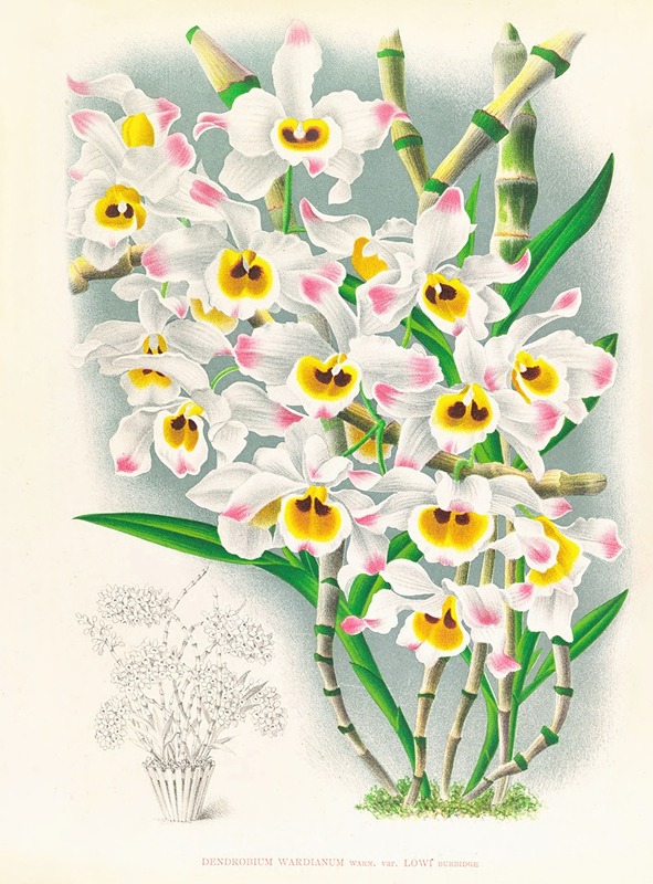 Jean Jules Linden - Dendrobium wardianum