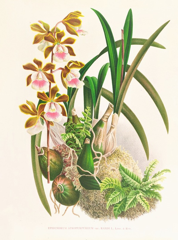 Jean Jules Linden - Epidendrum atropurpureum