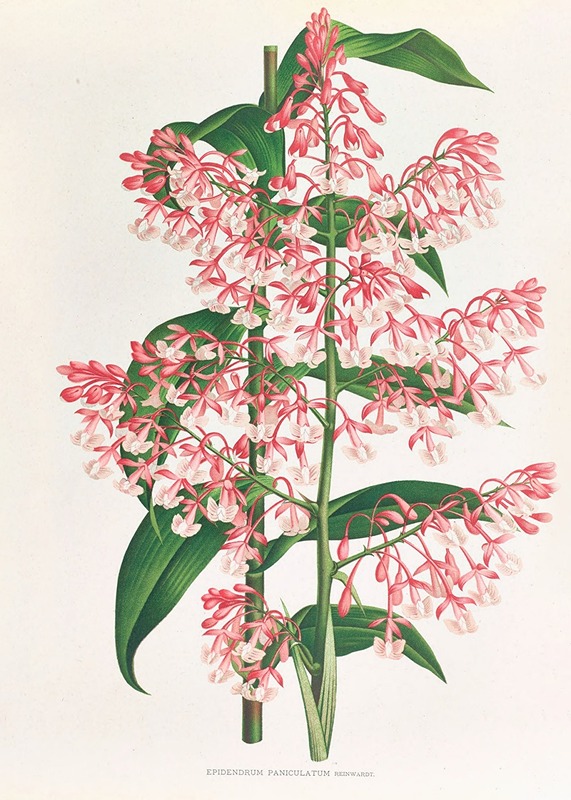 Jean Jules Linden - Epidendrum Paniculatum