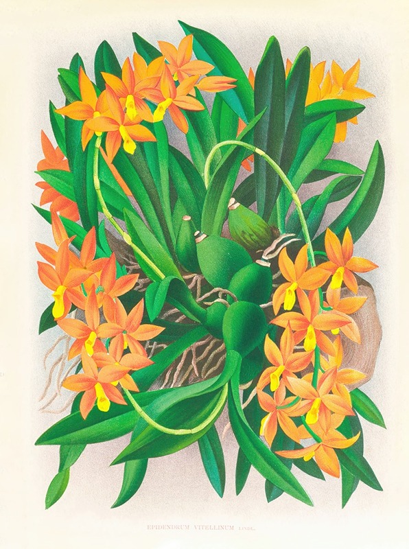 Jean Jules Linden - Epidendrum vitellinum
