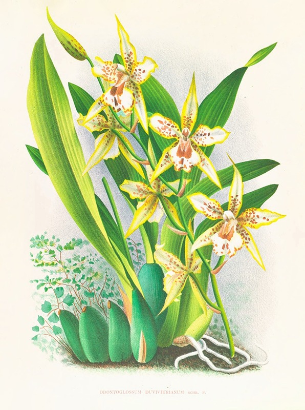 Jean Jules Linden - Odontoglossum duvivierianum