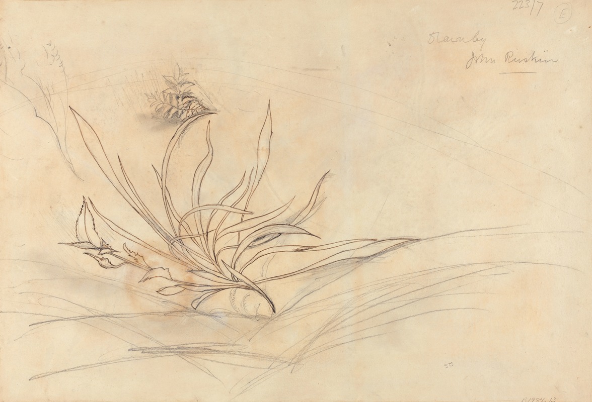 John Ruskin - Sketch of Foliage