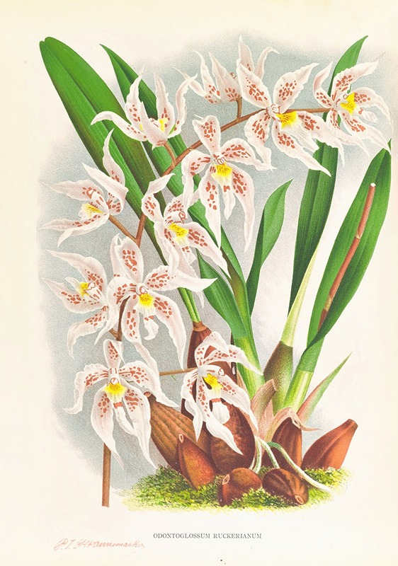 Jean Jules Linden - Odontoglossum Ruckerianum