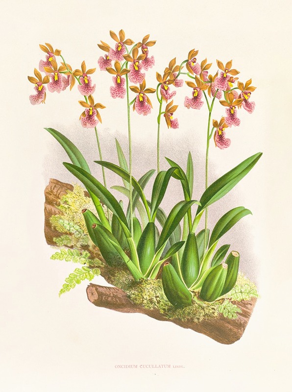 Jean Jules Linden - Oncidium cucullatum