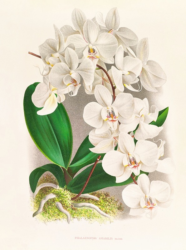 Jean Jules Linden - Phalaenopsis amabilis