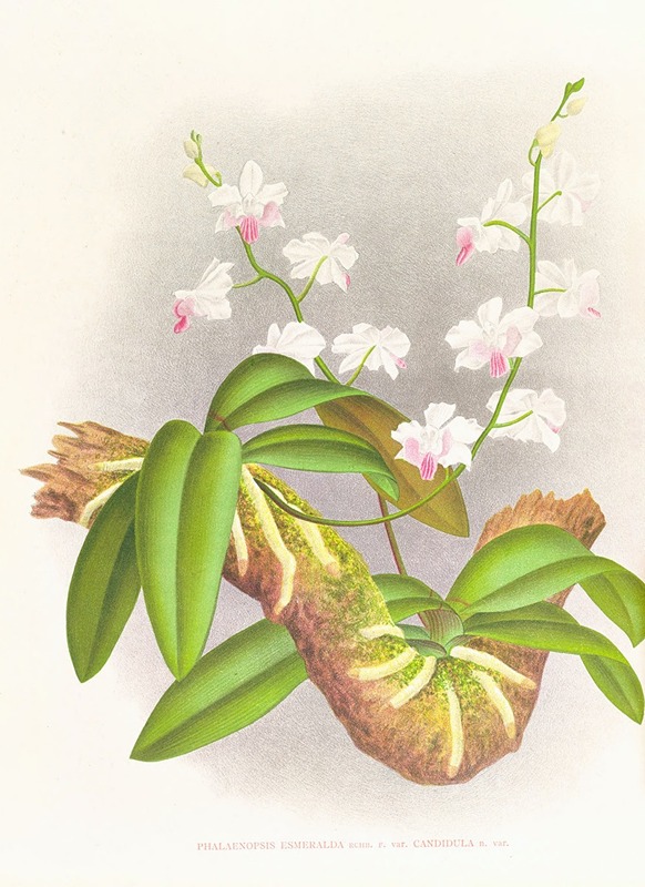 Jean Jules Linden - Phalaenopsis esmeralda var candidula
