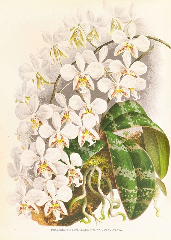 Jean Jules Linden - Phalaenopsis Stuartiana