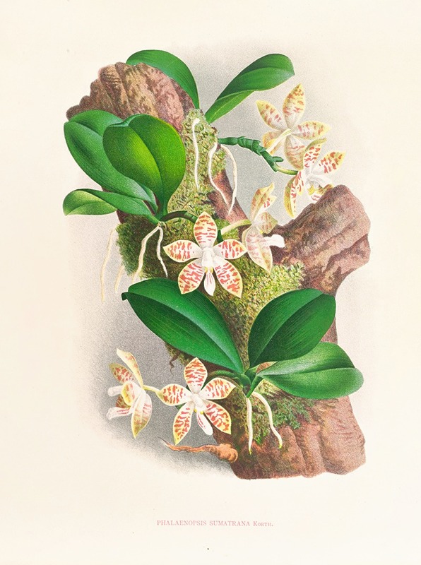 Jean Jules Linden - Phalaenopsis sumatrana