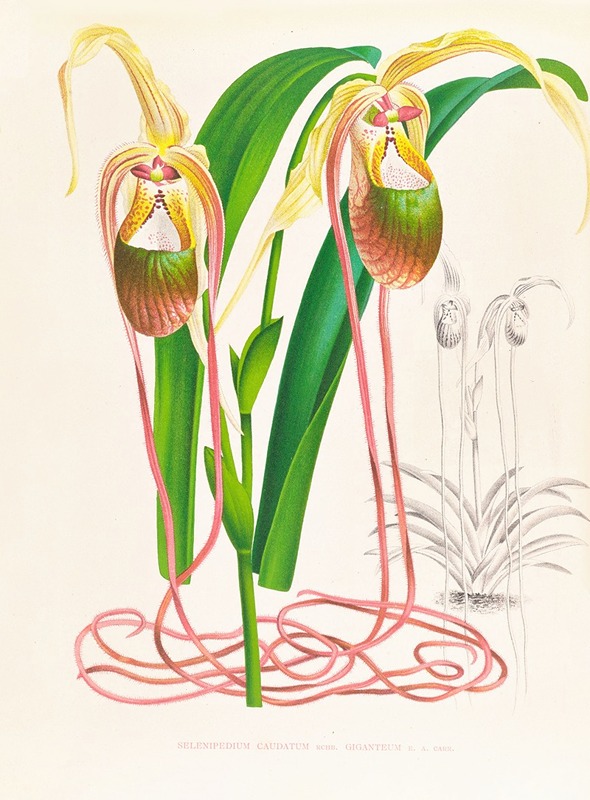 Jean Jules Linden - Selenipedium caudatum