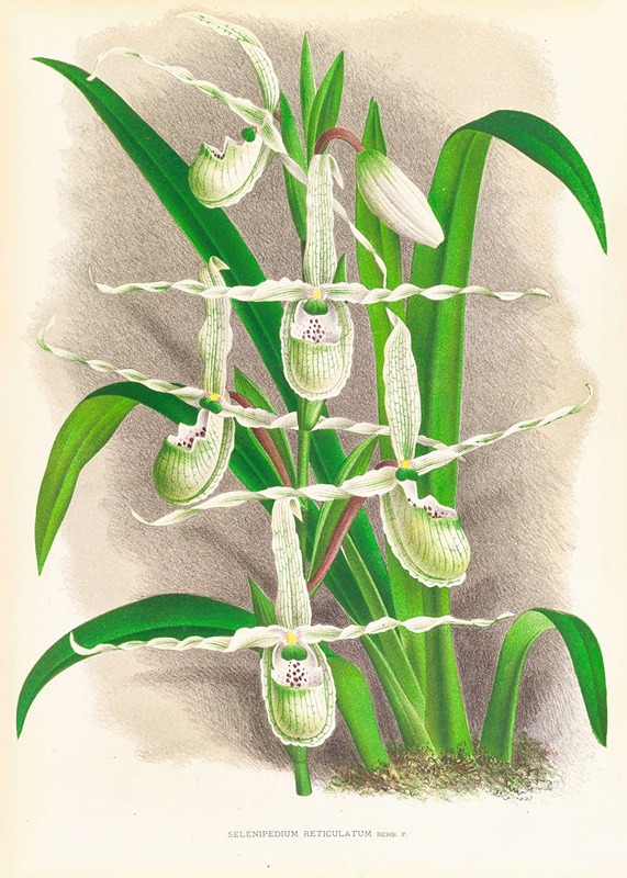 Jean Jules Linden - Selenipedium Reticulatum