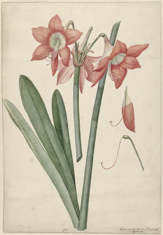 Laurens Jacobsz. van der Vinne - Amaryllis Haworthia Margaritiferas