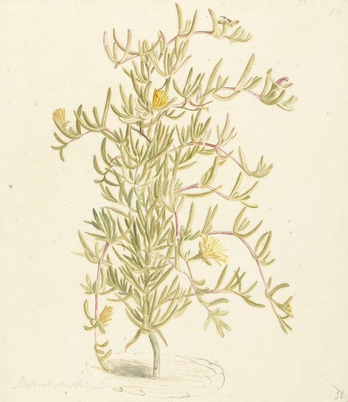 Laurens Vincentsz. van der Vinne - Bloeiende Mesembryanthemum uit de familie der Aizoaceae