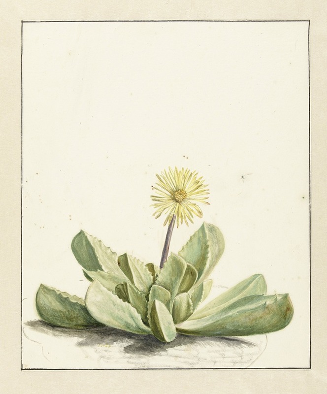 Laurens Vincentsz. van der Vinne - Bloeiende Mesembryanthemum