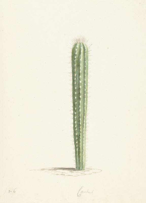 Laurens Vincentsz. van der Vinne - Cactus