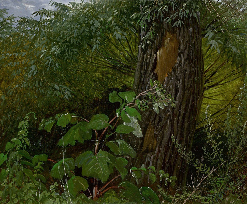 Carl Gustav Carus - Willow trunk with undergrowth