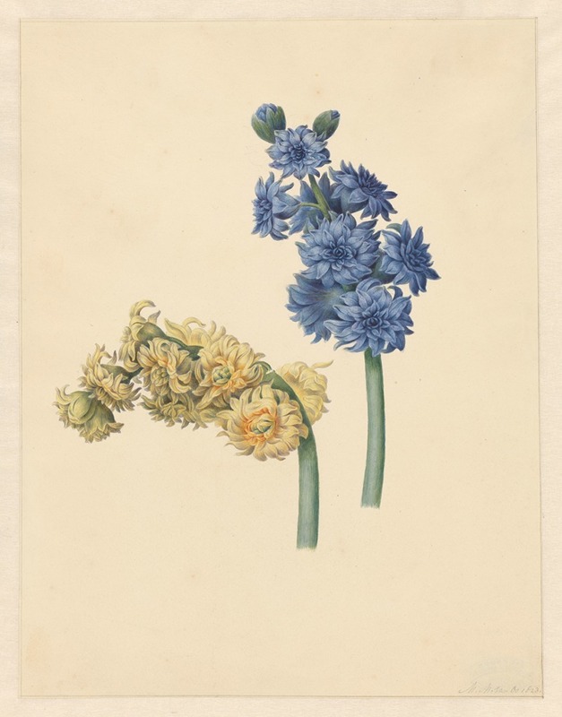 Maria Margaretha van Os - Twee hyacinten