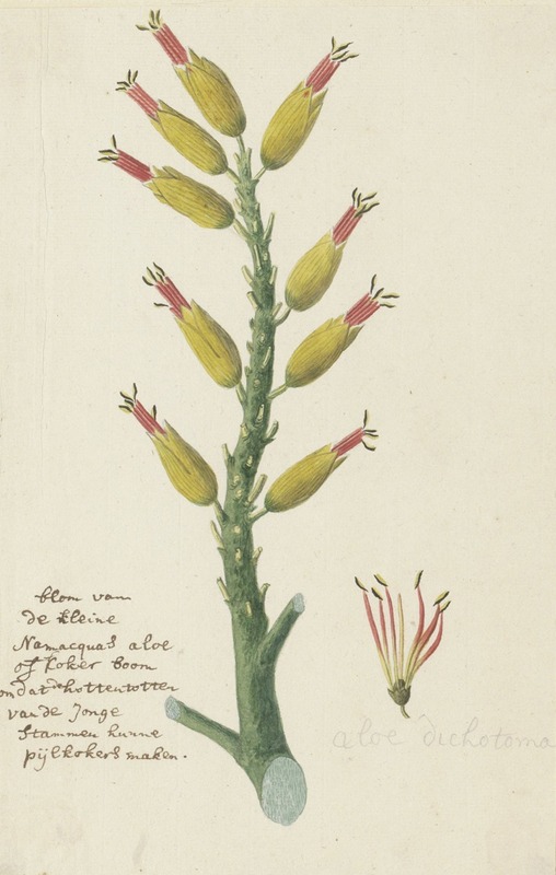 Robert Jacob Gordon - Aloe dichotoma Masson (Quiver tree or Kokerboom)