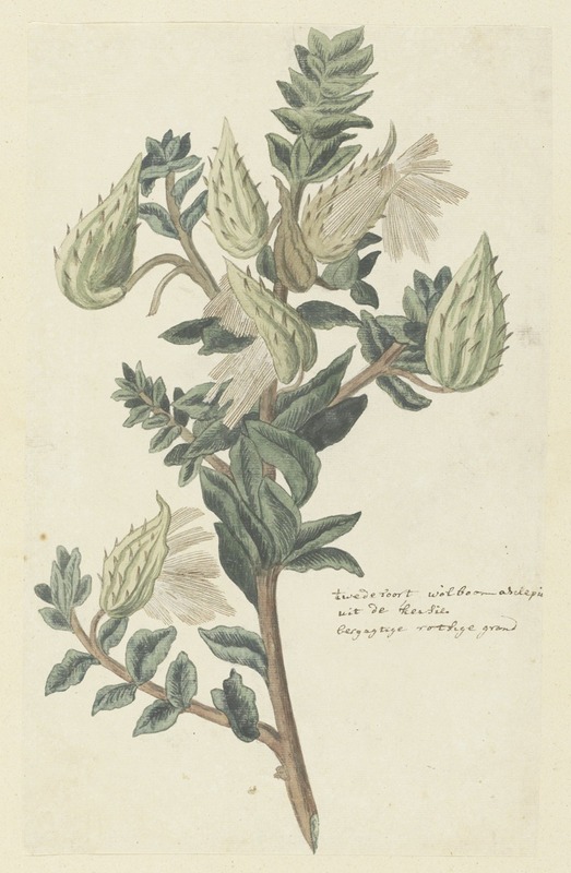Robert Jacob Gordon - Asclepias cancellata or Gomphocarpus cancellatus Burm.f. Bruyns (Cape or Cotton milkweed)