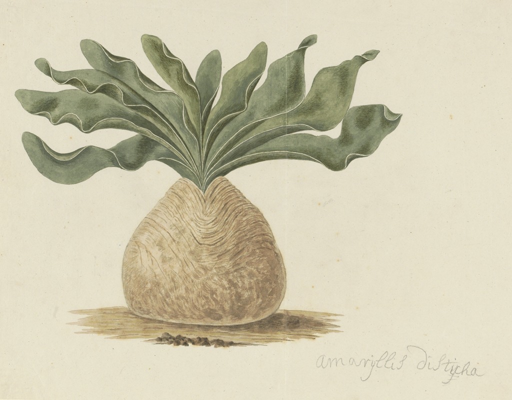 Robert Jacob Gordon - Boophone haemanthoides F.M. Leighton (Hottentots poison-bulb, or giftbol)