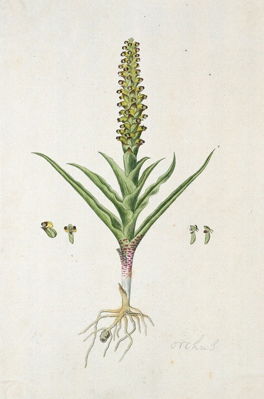 Robert Jacob Gordon - Corycium orobanchoides (L.f.) Swartz