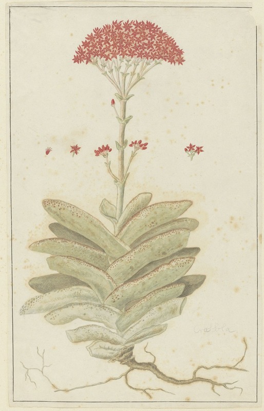 Robert Jacob Gordon - Crassula perfoliata L. (Sekelblaarplakkie)