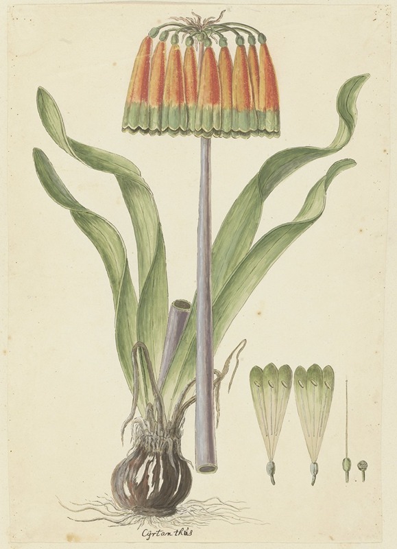 Robert Jacob Gordon - Cyranthus obliquus (L.f.) Aiton (Knysna lily)