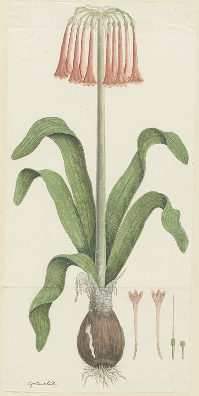 Robert Jacob Gordon - Cyrtanthus carneus Lindl. (Sand-lily)