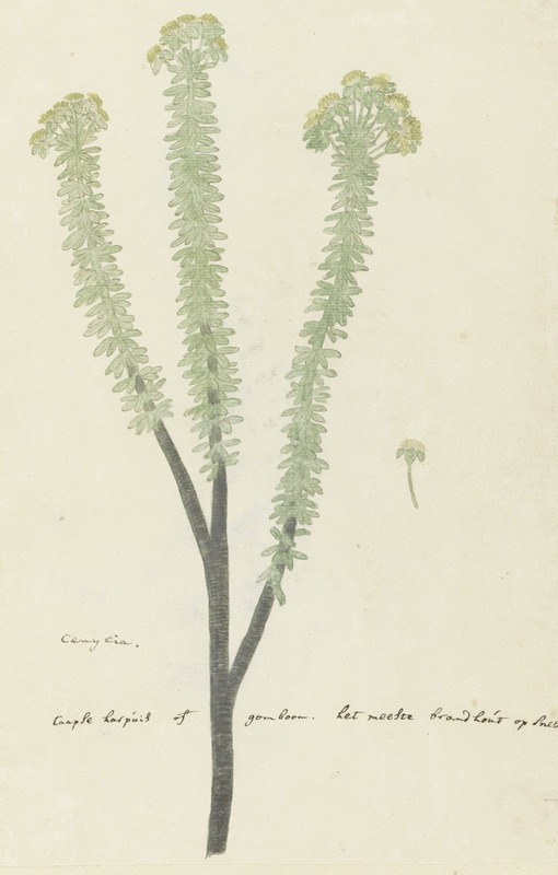 Robert Jacob Gordon - Euryops lateriflorus (L.f.) DC. (Cape gumtree)