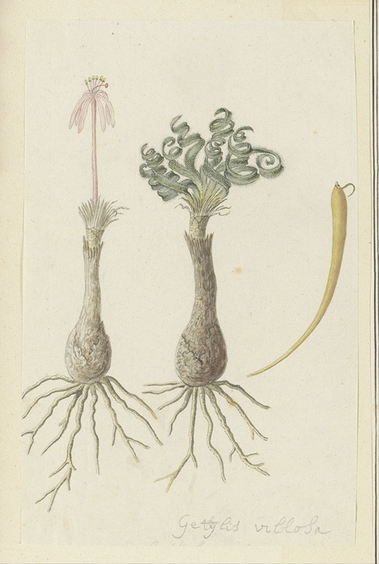 Robert Jacob Gordon - Gethyllis lanuginose Marloth [Gethyllis villosa] (Kukumakranka)