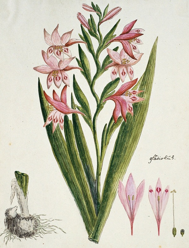Robert Jacob Gordon - Gladiolus carneus D. Delarochev (Painted lady)