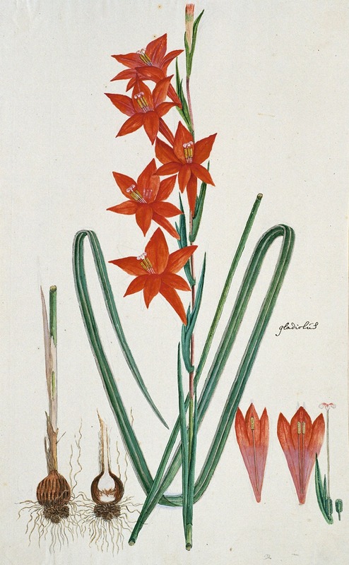 Robert Jacob Gordon - Gladiolus watsonius Thunb. (Watsonia hysterantha)