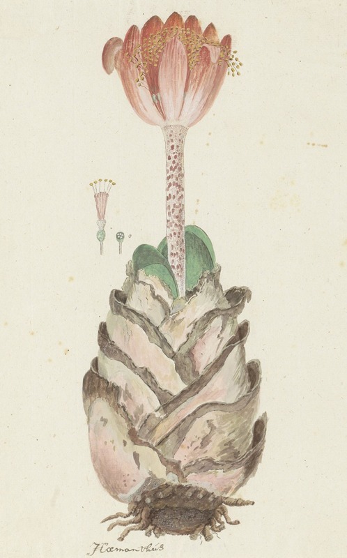 Robert Jacob Gordon - Haemanthus coccineus L. (Blood flower; Bloedblom)