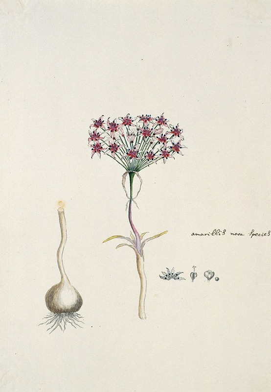 Robert Jacob Gordon - Hessea cinnamomea (L’Hérit.) Durand & Schinz. (umbrella lily)