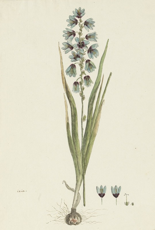 Robert Jacob Gordon - Ixia viridiflora Lam.