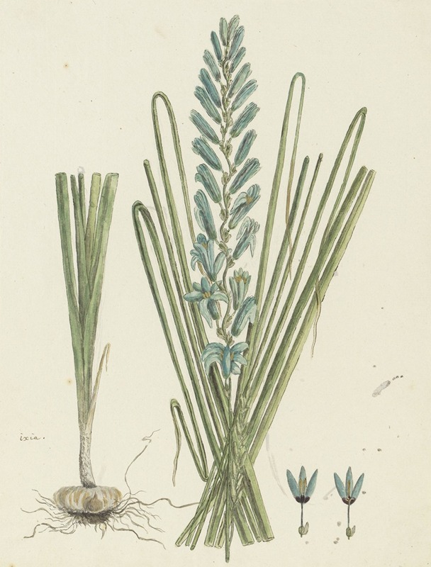 Robert Jacob Gordon - Ixia viridiflora Larn. (Turqoise ixia)