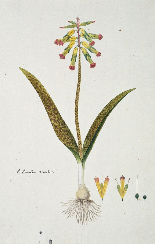 Robert Jacob Gordon - Lachenalia aloides (L.f.) Engl. var. aloides (Opal flowers)