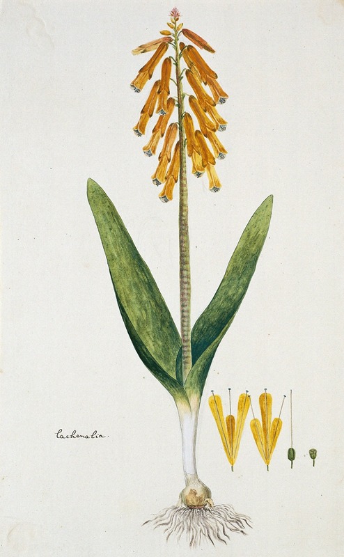 Robert Jacob Gordon - Lachenalia aloides (L.f.) Engl. var. aurea (Opal flower)