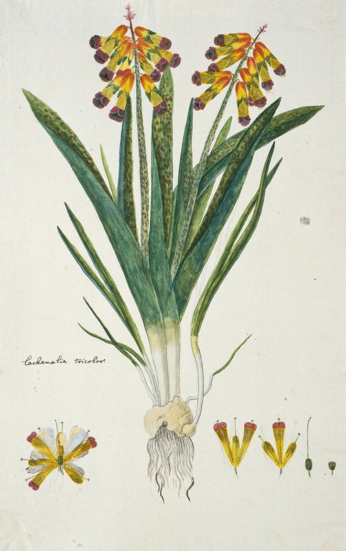 Robert Jacob Gordon - Lachenalia aloides (L.f.) Engl. var. quadricolor (Opal flower)